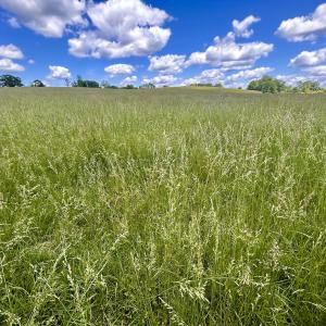 Photo #89 of SOLD property in 127 Albert Farm Rd, Monroe, VA 225.2 acres