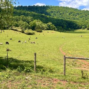 Photo #92 of SOLD property in 127 Albert Farm Rd, Monroe, VA 225.2 acres