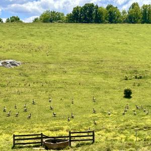 Photo #97 of SOLD property in 127 Albert Farm Rd, Monroe, VA 225.2 acres