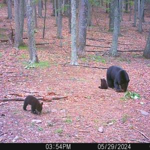 Photo #4 of SOLD property in 4400 Rich Patch Rd, Covington, VA 153.0 acres