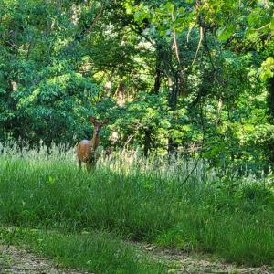 Photo #6 of SOLD property in 4400 Rich Patch Rd, Covington, VA 153.0 acres