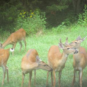 Photo #8 of SOLD property in 4400 Rich Patch Rd, Covington, VA 153.0 acres