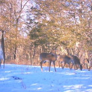 Photo #18 of SOLD property in 4400 Rich Patch Rd, Covington, VA 153.0 acres