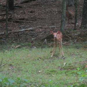 Photo #19 of SOLD property in 4400 Rich Patch Rd, Covington, VA 153.0 acres