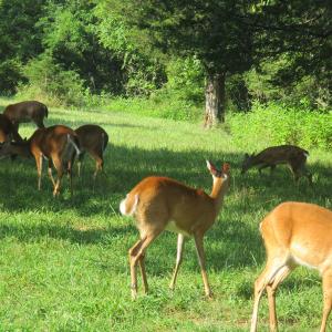 Photo #20 of SOLD property in 4400 Rich Patch Rd, Covington, VA 153.0 acres