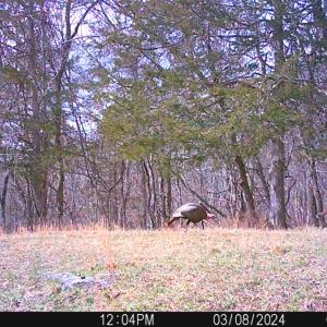 Photo #21 of SOLD property in 4400 Rich Patch Rd, Covington, VA 153.0 acres