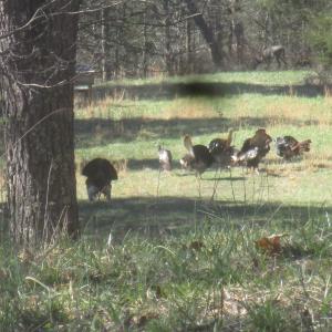 Photo #22 of SOLD property in 4400 Rich Patch Rd, Covington, VA 153.0 acres