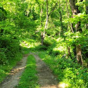 Photo #25 of SOLD property in 4400 Rich Patch Rd, Covington, VA 153.0 acres