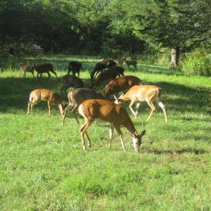 Photo #27 of SOLD property in 4400 Rich Patch Rd, Covington, VA 153.0 acres
