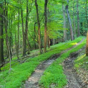 Photo #29 of SOLD property in 4400 Rich Patch Rd, Covington, VA 153.0 acres