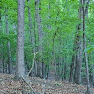 Photo #32 of SOLD property in 4400 Rich Patch Rd, Covington, VA 153.0 acres
