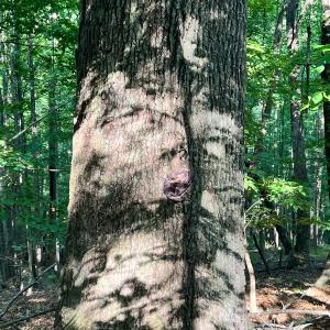 Photo #35 of SOLD property in 4400 Rich Patch Rd, Covington, VA 153.0 acres