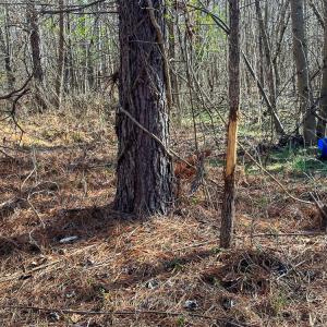 Photo #12 of Off Wilson Road - Lot 6, Providence, NC 33.5 acres