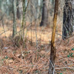 Photo #20 of Off Wilson Road - Lot 6, Providence, NC 33.5 acres
