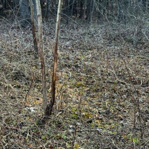 Photo #39 of Off Wilson Road - Lot 6, Providence, NC 33.5 acres