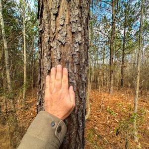 Photo #43 of Off Wilson Road - Lot 6, Providence, NC 33.5 acres
