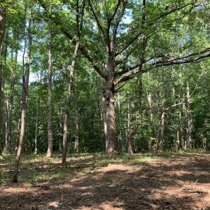Photo #13 of Off Bank Street, Waverly, VA 4.4 acres