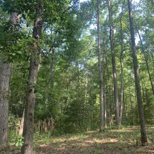 Photo #17 of Off Bank Street, Waverly, VA 4.4 acres
