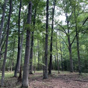 Photo #18 of Off Bank Street, Waverly, VA 4.4 acres