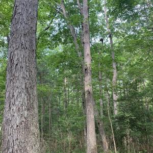 Photo #19 of Off Bank Street, Waverly, VA 4.4 acres