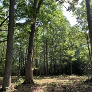 Photo #20 of Off Bank Street, Waverly, VA 4.4 acres