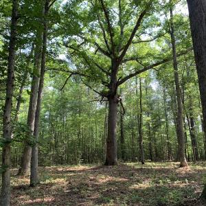 Photo #21 of Off Bank Street, Waverly, VA 4.4 acres