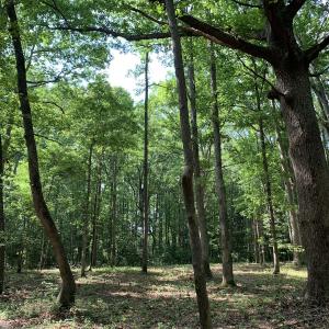Photo #24 of Off Bank Street, Waverly, VA 4.4 acres