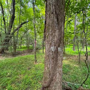 Photo #7 of SOLD property in Off Rolling Acres Rd, Skippers, VA 3.0 acres
