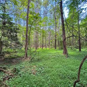 Photo #12 of SOLD property in Off Rolling Acres Rd, Skippers, VA 3.0 acres