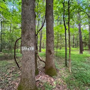 Photo #13 of SOLD property in Off Rolling Acres Rd, Skippers, VA 3.0 acres