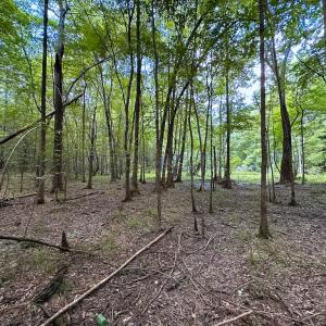 Photo #14 of SOLD property in Off Rolling Acres Rd, Skippers, VA 3.0 acres