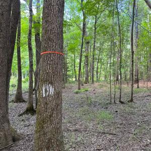 Photo #15 of SOLD property in Off Rolling Acres Rd, Skippers, VA 3.0 acres