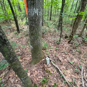 Photo #16 of SOLD property in Off Rolling Acres Rd, Skippers, VA 3.0 acres