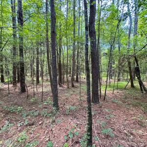 Photo #18 of SOLD property in Off Rolling Acres Rd, Skippers, VA 3.0 acres
