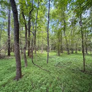 Photo #21 of SOLD property in Off Rolling Acres Rd, Skippers, VA 3.0 acres