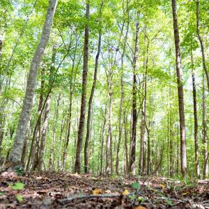 Photo #15 of Off Mays Chapel Rd, Bear Creek, NC 20.0 acres