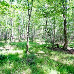 Photo #18 of Off Mays Chapel Rd, Bear Creek, NC 20.0 acres