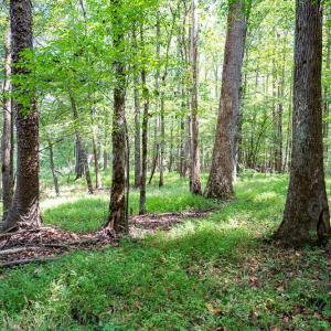 Photo #19 of Off Mays Chapel Rd, Bear Creek, NC 20.0 acres