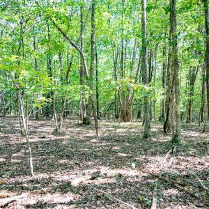 Photo #21 of Off Mays Chapel Rd, Bear Creek, NC 20.0 acres