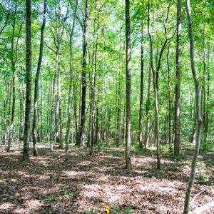 Photo #22 of Off Mays Chapel Rd, Bear Creek, NC 20.0 acres
