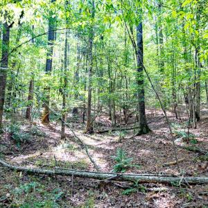 Photo #23 of Off Mays Chapel Rd, Bear Creek, NC 20.0 acres