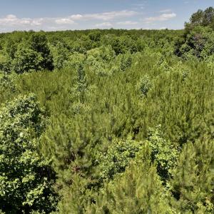 Photo #11 of SOLD property in Off Baltimore Rd, Warrenton, NC 2.4 acres