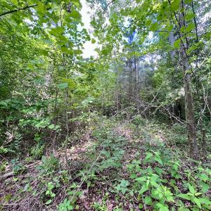 Photo #12 of SOLD property in Off Baltimore Rd, Warrenton, NC 2.4 acres