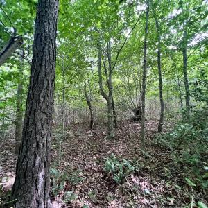 Photo #13 of SOLD property in Off Baltimore Rd, Warrenton, NC 2.4 acres