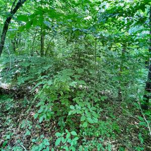 Photo #14 of SOLD property in Off Baltimore Rd, Warrenton, NC 2.4 acres