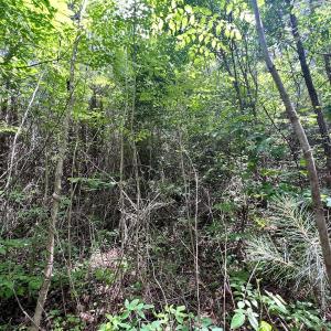 Photo #15 of SOLD property in Off Baltimore Rd, Warrenton, NC 2.4 acres
