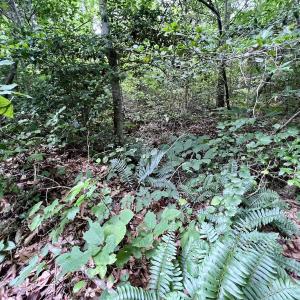 Photo #16 of SOLD property in Off Baltimore Rd, Warrenton, NC 2.4 acres