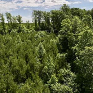 Photo #17 of SOLD property in Off Baltimore Rd, Warrenton, NC 2.4 acres