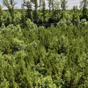 Photo #18 of SOLD property in Off Baltimore Rd, Warrenton, NC 2.4 acres
