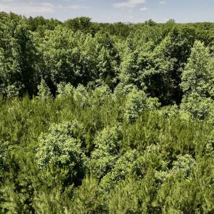 Photo #19 of SOLD property in Off Baltimore Rd, Warrenton, NC 2.4 acres